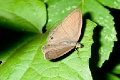 SATYRIDAE, Euptychia